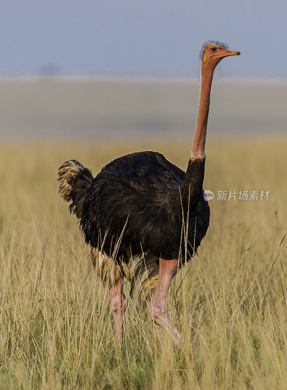 马赛鸵鸟(Struthio camelus massaiicus)，也被称为东非鸵鸟，是普通鸵鸟的一种红颈亚种，是东非特有的。肯尼亚马赛马拉国家保护区。男性。